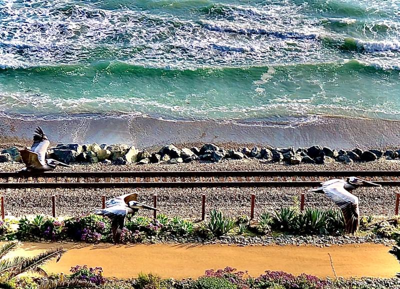 Giant Pelicans In Flight Along The Ocean