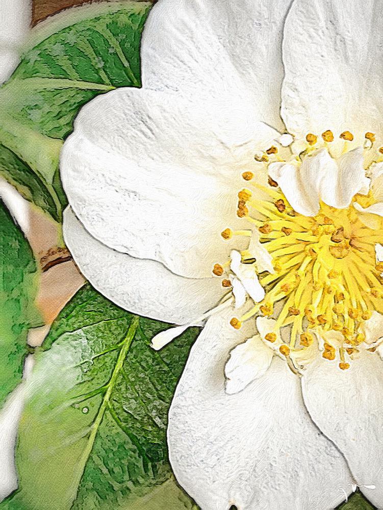 Spring Botanicals In Bloom