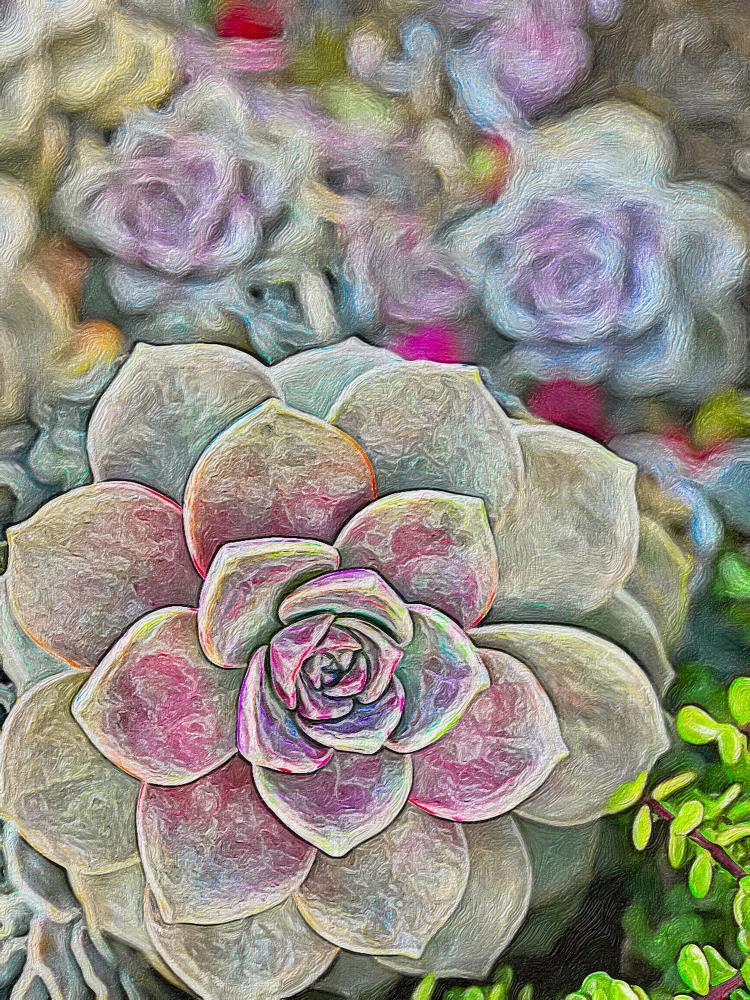 Colorful Succulents Garden