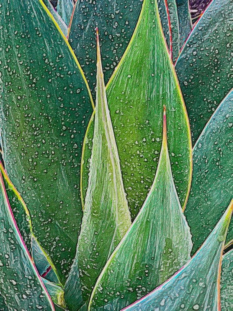 Colorful Succulents Garde