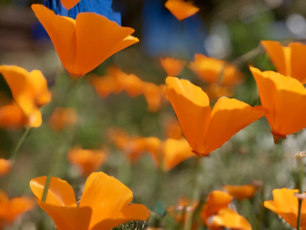 Orange Wild Poppies